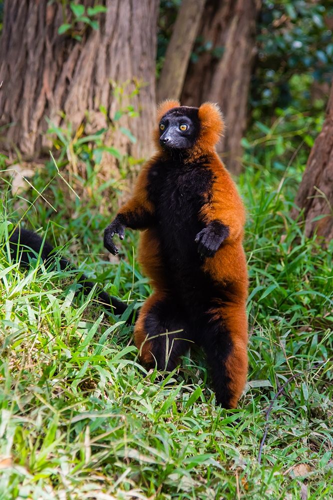 Madagascar-Andasibe-Vakona Lodge-Lemur Island Red ruffed lemur (Varecia rubra) standing